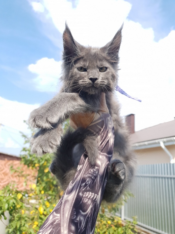 Queen Mia Akbars - Kitten maine-coon 2 months 1.5 week