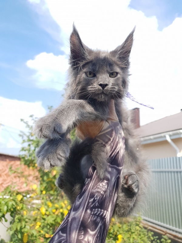 Queen Mia Akbars - Kitten maine-coon 2 months 1.5 week
