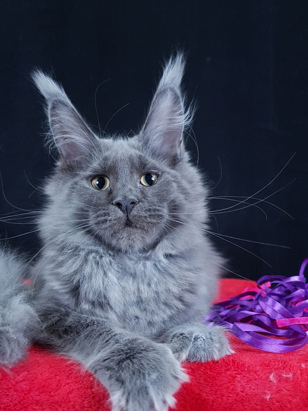 Queen Ari  Akbars - Kitten maine-coon 4 months 3.5 weeks