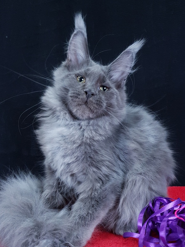 Queen Ari  Akbars - Kitten maine-coon 4 months 3.5 weeks