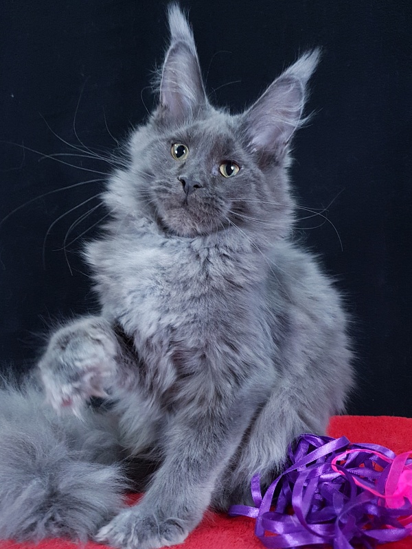 Queen Ari  Akbars - Kitten maine-coon 4 months 3.5 weeks