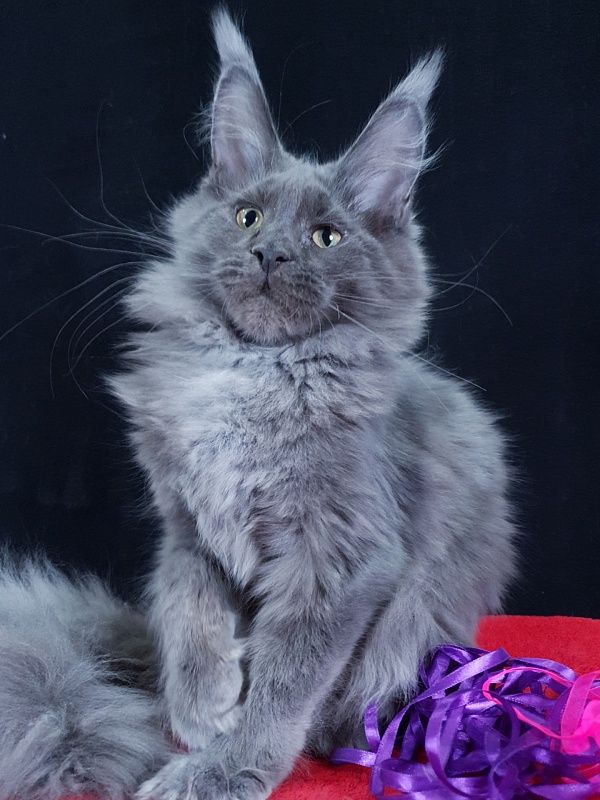 Queen Ari  Akbars - Kitten maine-coon 4 months 3.5 weeks