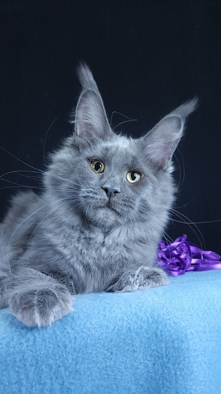 Queen Ari  Akbars - Kitten maine-coon 5 months 1 week