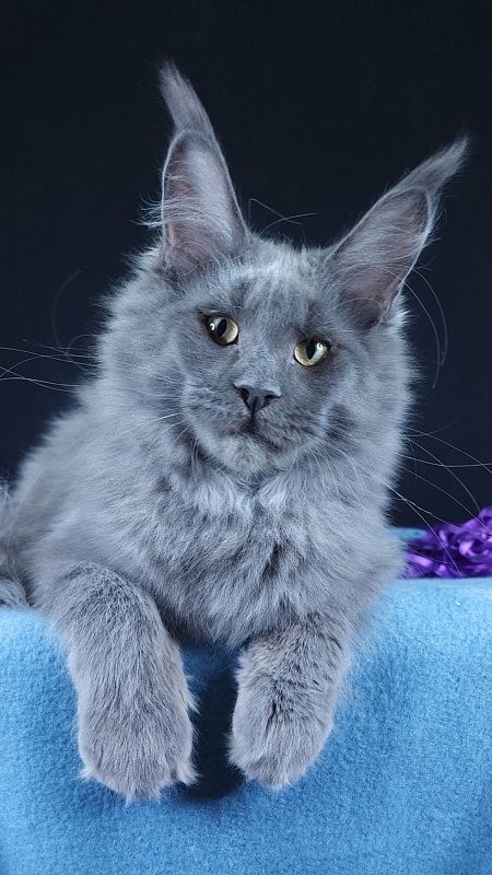 Queen Ari  Akbars - Kitten maine-coon 5 months 1 week