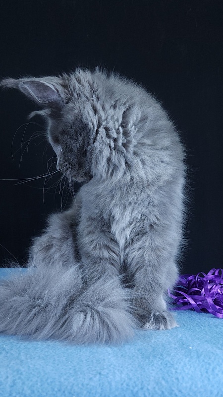 Queen Ari  Akbars - Kitten maine-coon 5 months 1 week