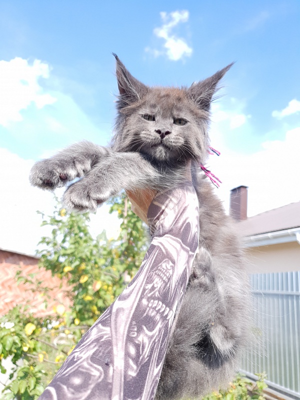Queen Ari  Akbars - Kitten maine-coon 2 months 1.5 week