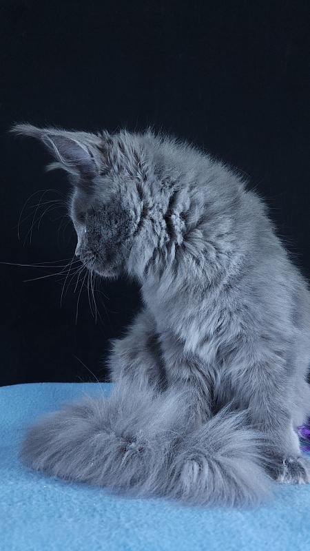 Queen Ari  Akbars - Kitten maine-coon 5 months 1 week