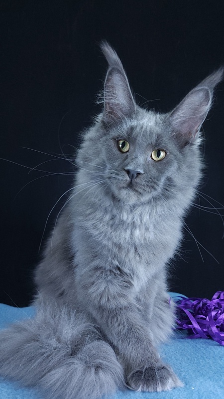 Queen Ari  Akbars - Kitten maine-coon 5 months 1 week