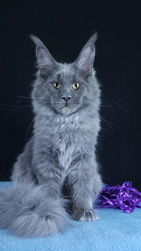 Queen Ari  Akbars - Kitten maine-coon 5 months 1 week
