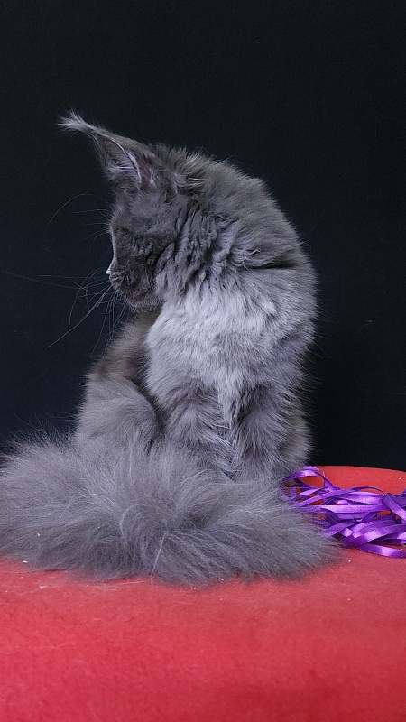 Queen Ari  Akbars - Kitten maine-coon 5 months 3 weeks