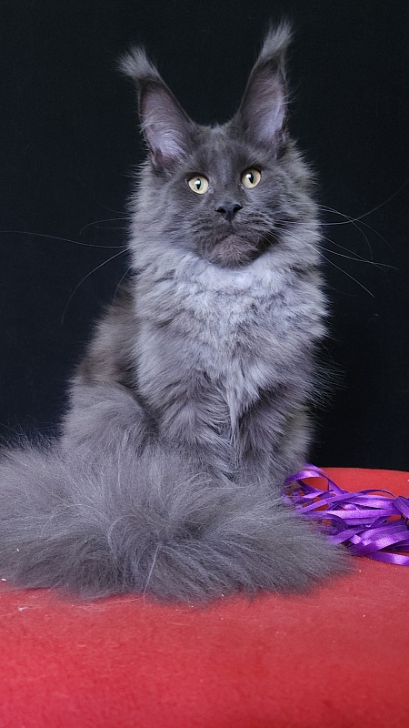 Queen Ari  Akbars - Kitten maine-coon 5 months 3 weeks