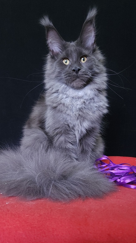 Queen Ari  Akbars - Kitten maine-coon 5 months 3 weeks