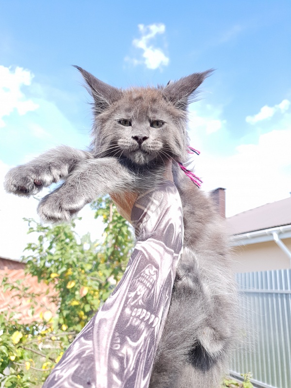 Queen Ari  Akbars - Kitten maine-coon 2 months 1.5 week