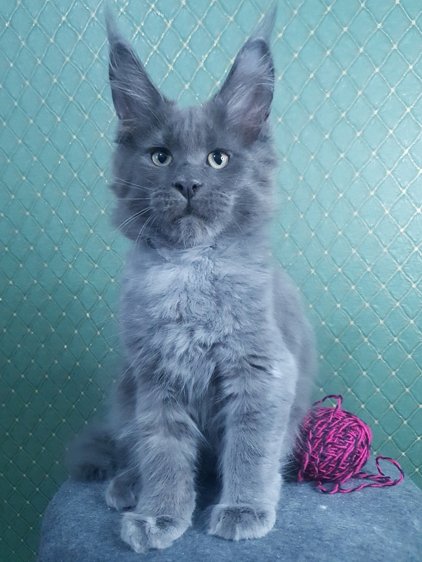 Queen Ari  Akbars - Kitten maine-coon 3 months 0.5 weeks