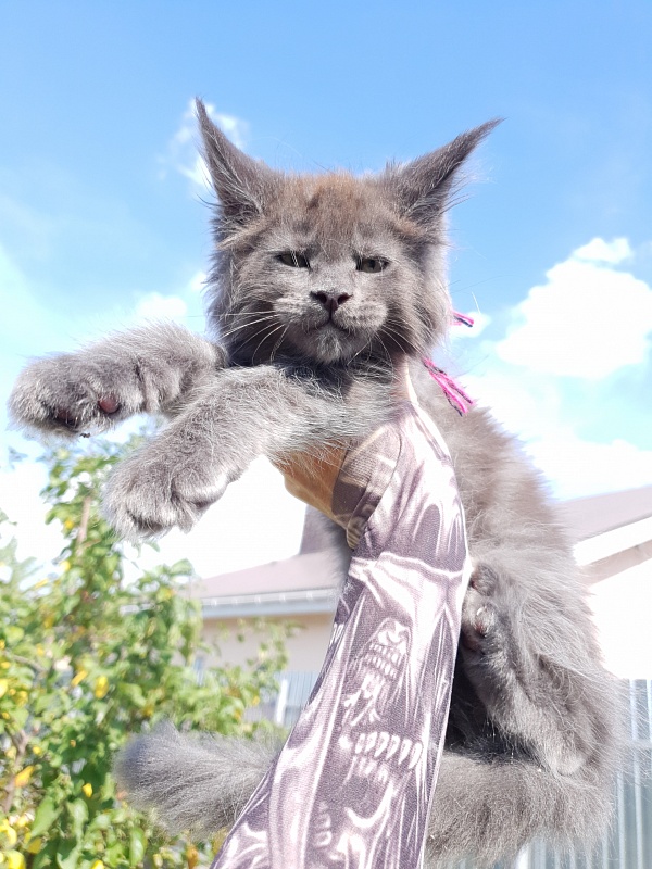 Queen Ari  Akbars - Kitten maine-coon 2 months 1.5 week