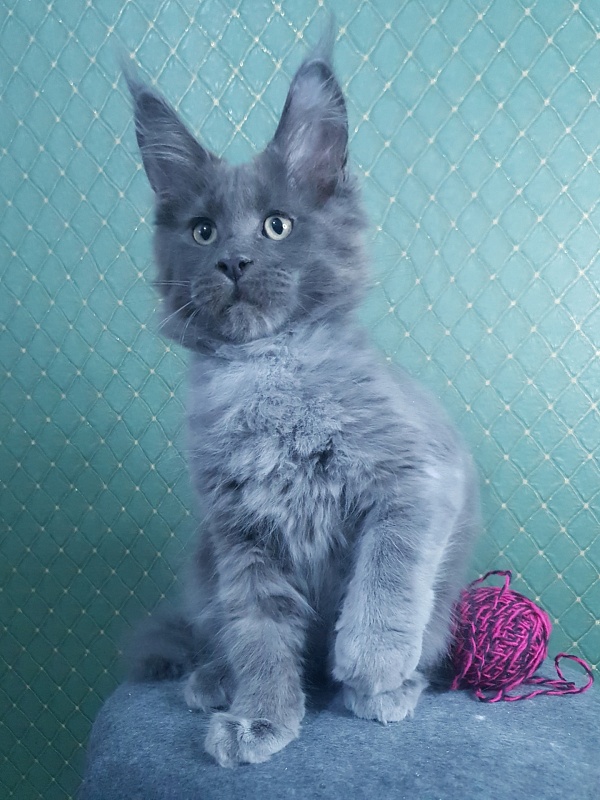 Queen Ari  Akbars - Kitten maine-coon 3 months 0.5 weeks