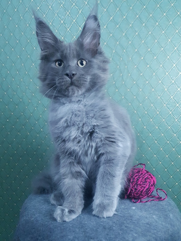 Queen Ari  Akbars - Kitten maine-coon 3 months 0.5 weeks