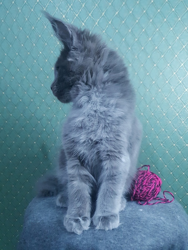 Queen Ari  Akbars - Kitten maine-coon 3 months 0.5 weeks