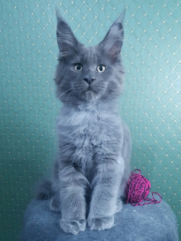 Queen Ari  Akbars - Kitten maine-coon 3 months 0.5 weeks