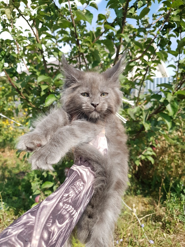 Queen Sun Akbars - Kitten maine-coon 2 months 1.5 week