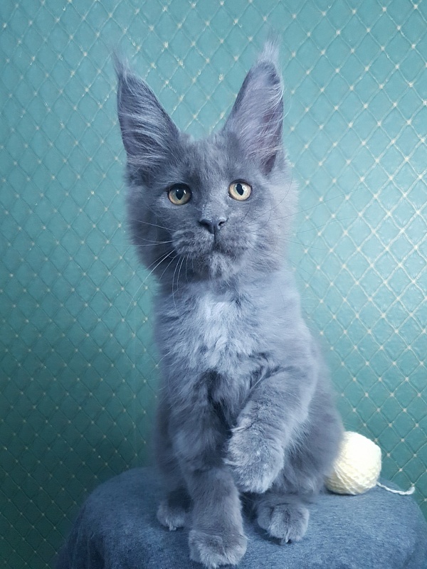 Queen Sun Akbars - Kitten maine-coon 3 months 0.5 weeks