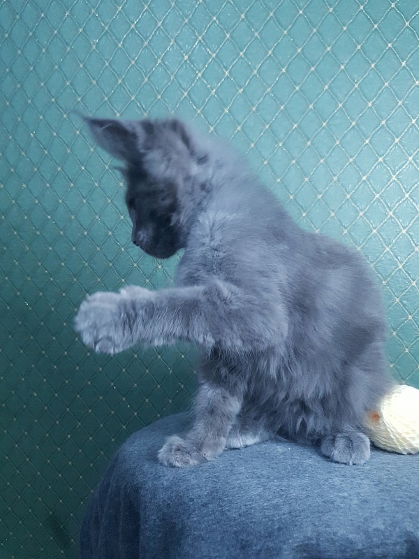 Queen Sun Akbars - Kitten maine-coon 3 months 0.5 weeks