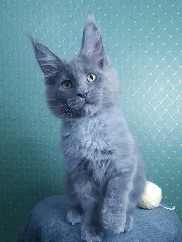 Queen Sun Akbars - Kitten maine-coon 3 months 0.5 weeks