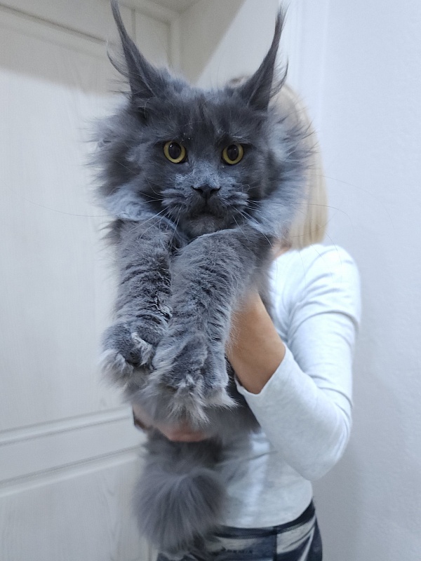 Queen Sun Akbars - Kitten maine-coon 6 months 3.5 weeks