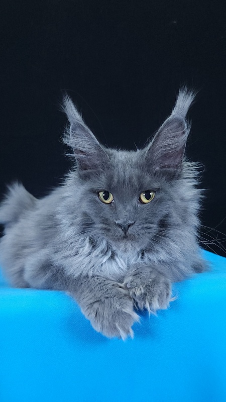 Queen Sun Akbars - Kitten maine-coon 5 months 3.5 weeks