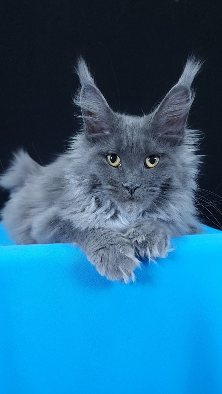 Queen Sun Akbars - Kitten maine-coon 5 months 3.5 weeks