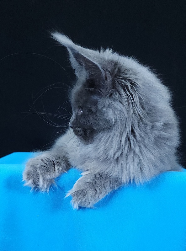 Queen Sun Akbars - Kitten maine-coon 5 months 3.5 weeks