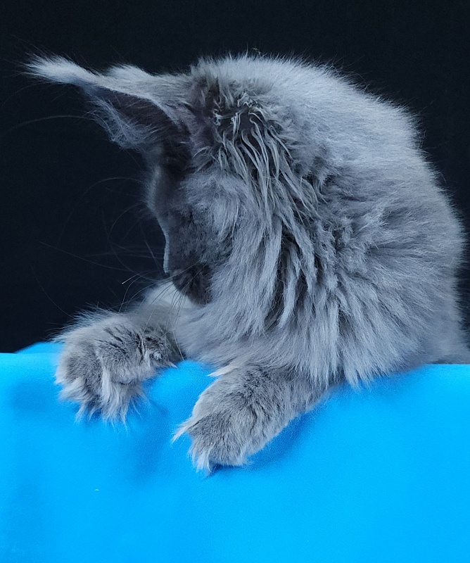 Queen Sun Akbars - Kitten maine-coon 5 months 3.5 weeks
