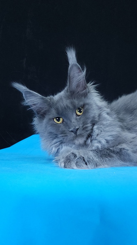 Queen Sun Akbars - Kitten maine-coon 5 months 3.5 weeks