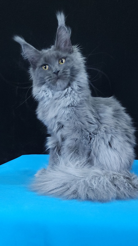 Queen Sun Akbars - Kitten maine-coon 5 months 3.5 weeks