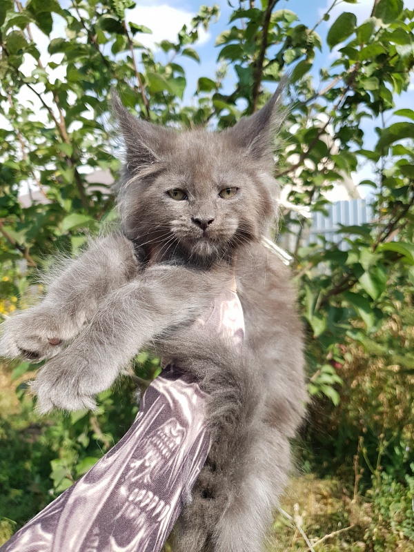 Queen Sun Akbars - Kitten maine-coon 2 months 1.5 week