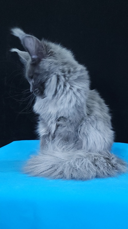 Queen Sun Akbars - Kitten maine-coon 5 months 3.5 weeks