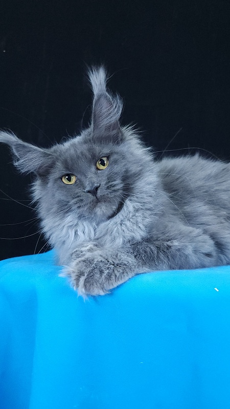 Queen Sun Akbars - Kitten maine-coon 5 months 3.5 weeks