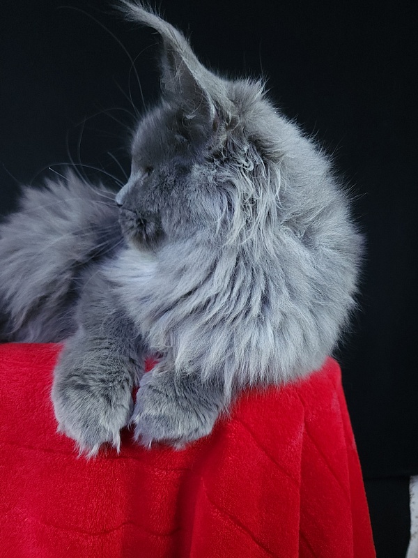 Queen Sun Akbars - Kitten maine-coon 6 months 3.5 weeks