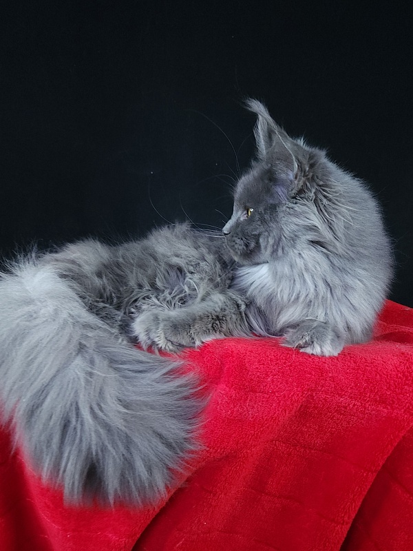 Queen Sun Akbars - Kitten maine-coon 6 months 3.5 weeks