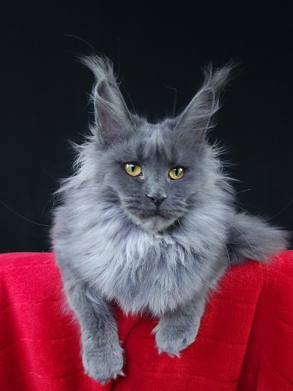 Queen Sun Akbars - Kitten maine-coon 6 months 3.5 weeks