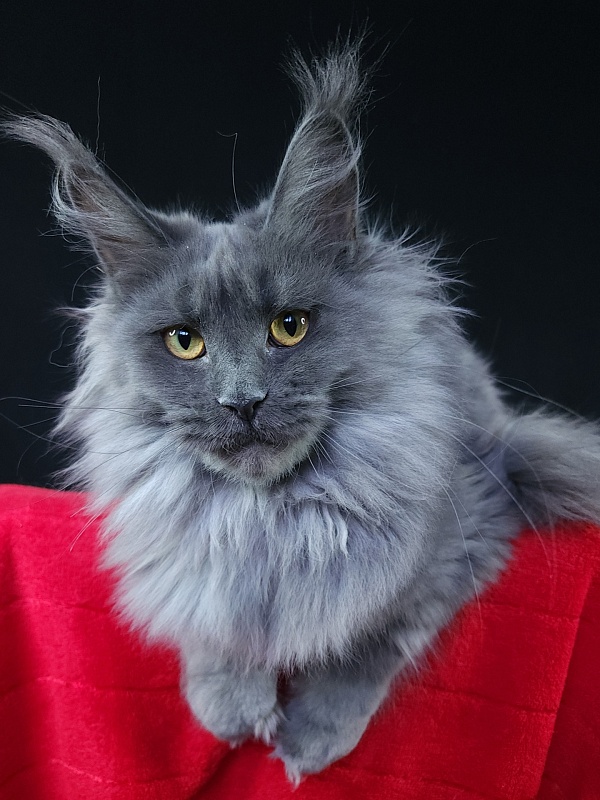 Queen Sun Akbars - Kitten maine-coon 6 months 3.5 weeks