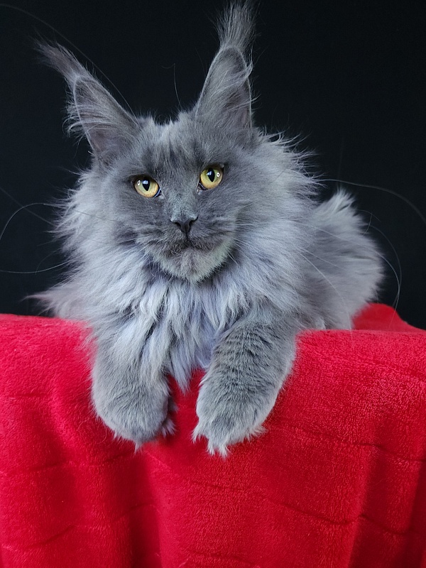 Queen Sun Akbars - Kitten maine-coon 6 months 3.5 weeks