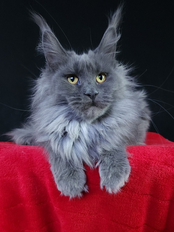 Queen Sun Akbars - Kitten maine-coon 6 months 3.5 weeks