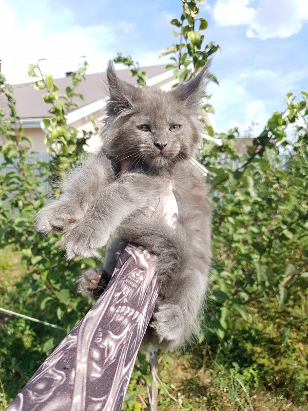 Queen Sun Akbars - Kitten maine-coon 2 months 1.5 week