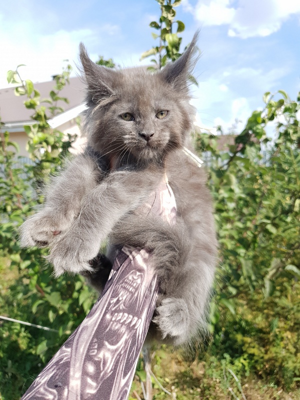 Queen Sun Akbars - Kitten maine-coon 2 months 1.5 week