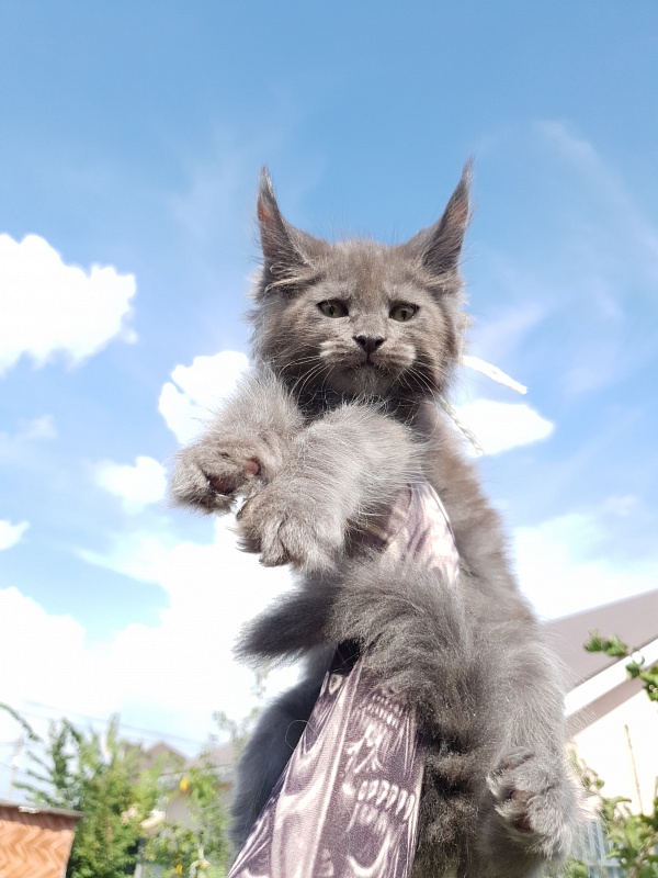 Queen Sun Akbars - Kitten maine-coon 2 months 1.5 week