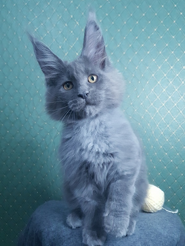 Queen Sun Akbars - Kitten maine-coon 3 months 0.5 weeks