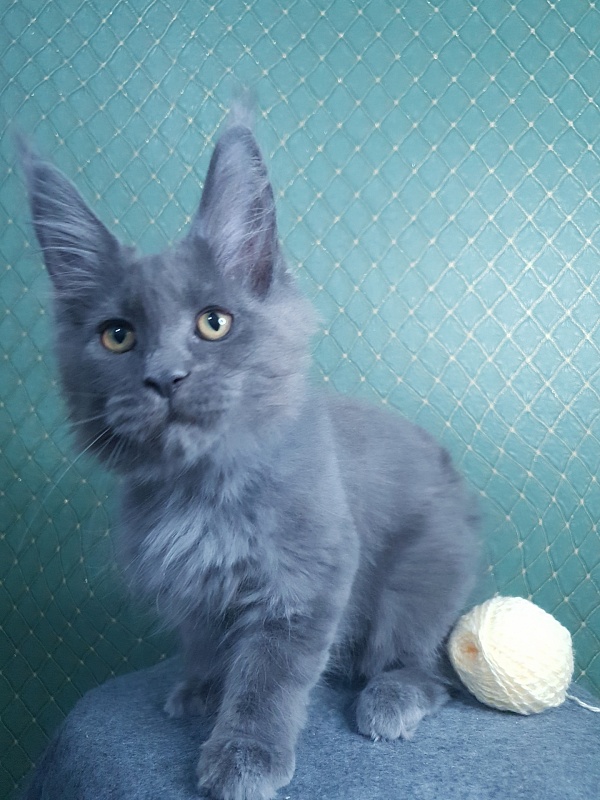 Queen Sun Akbars - Kitten maine-coon 3 months 0.5 weeks