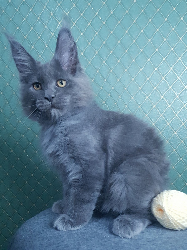 Queen Sun Akbars - Kitten maine-coon 3 months 0.5 weeks