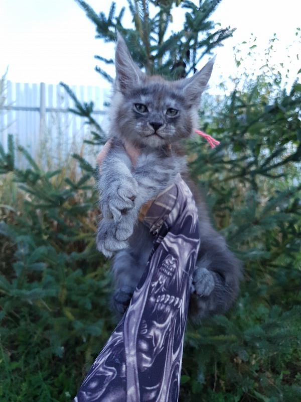Queen Sky Akbars - Kitten maine-coon 2 months 1.5 week